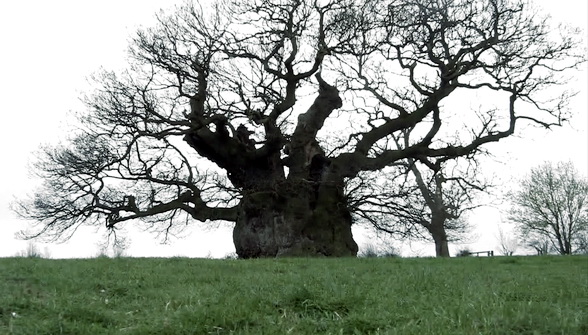 Tree without Leaves Template